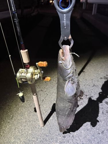 ナマズの釣果