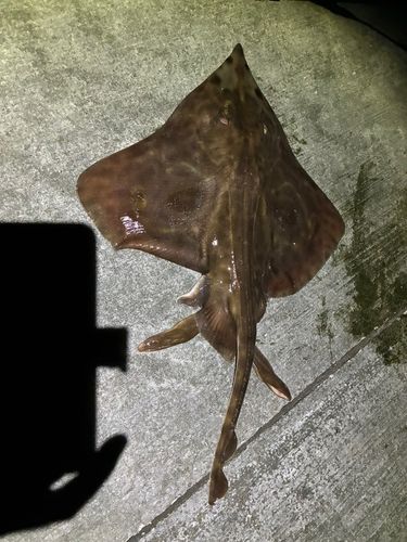 エイの釣果