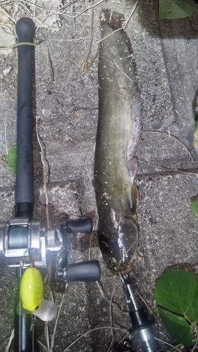 ニホンナマズの釣果
