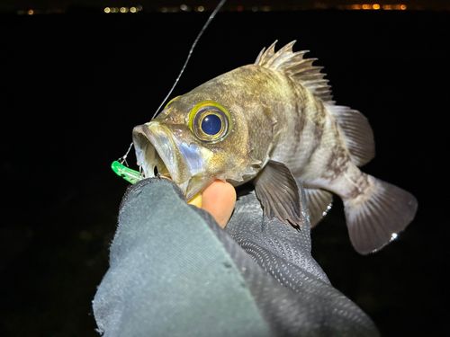 メバルの釣果