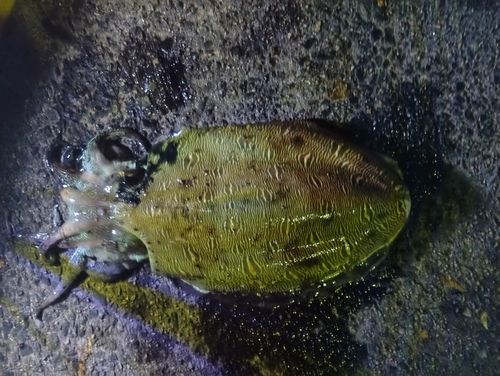 モンゴウイカの釣果