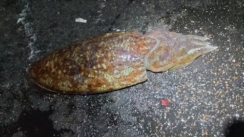 コウイカの釣果