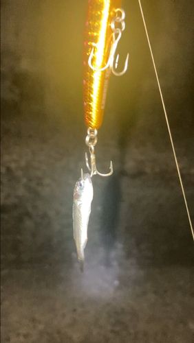 ボラの釣果