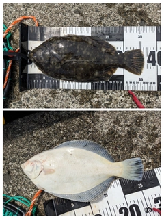 マガレイの釣果