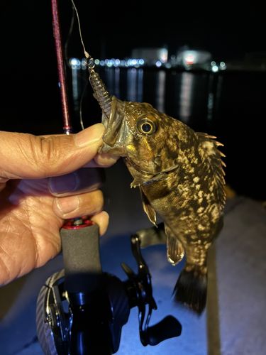 クロソイの釣果