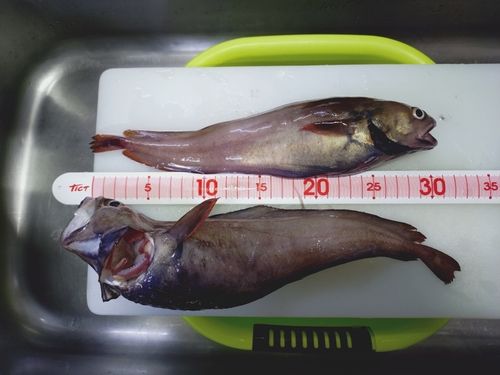 ドンコの釣果