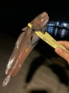 ドンコの釣果