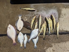 マガレイの釣果