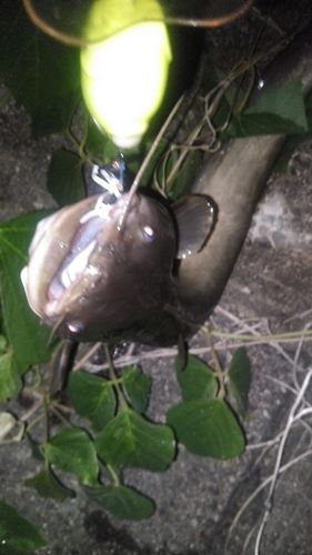 ニホンナマズの釣果