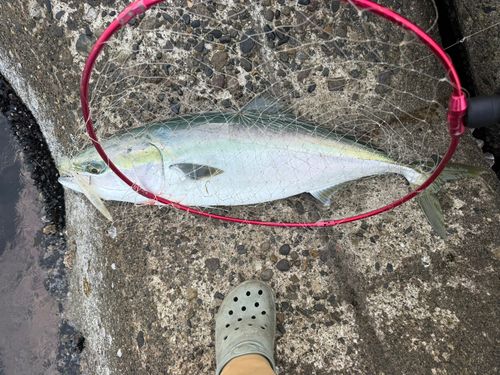 ブリの釣果