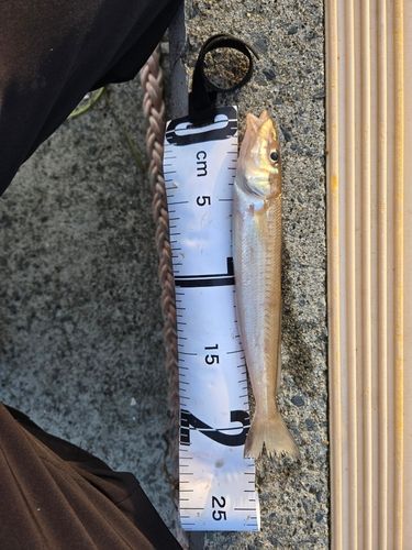 イカの釣果