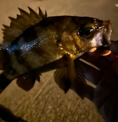 メバルの釣果
