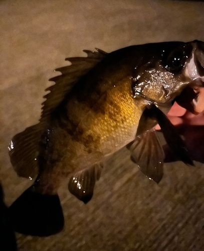 メバルの釣果