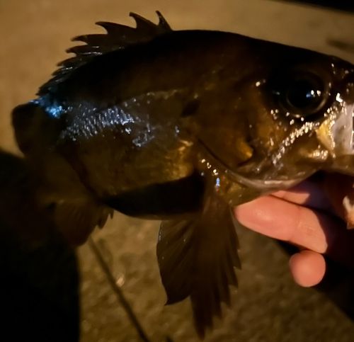 メバルの釣果