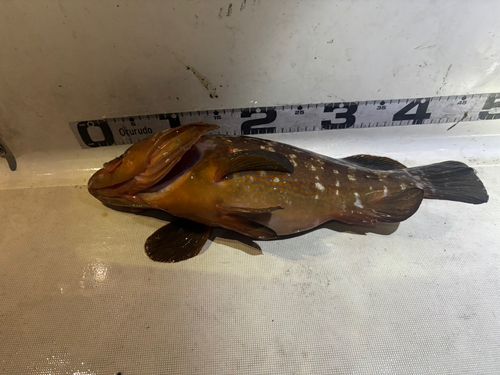 キジハタの釣果