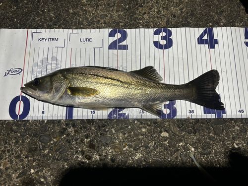 フッコ（マルスズキ）の釣果
