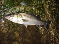フッコ（マルスズキ）の釣果
