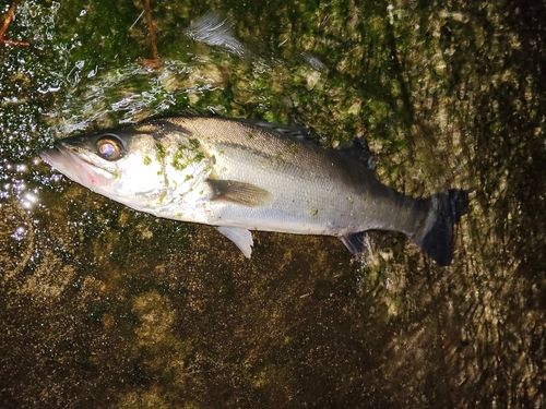 フッコ（マルスズキ）の釣果