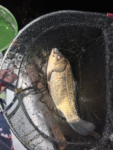 マブナの釣果