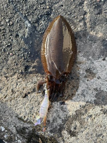 モンゴウイカの釣果