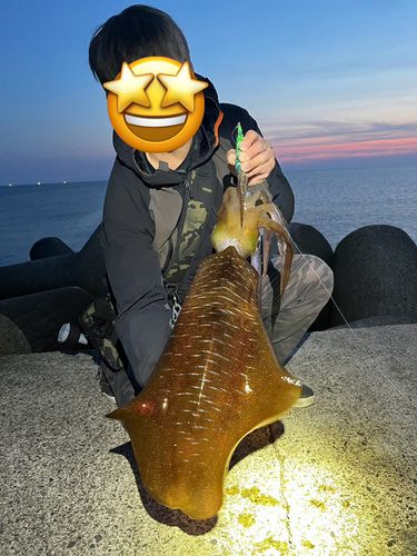 アオリイカの釣果