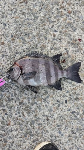 イシダイの釣果