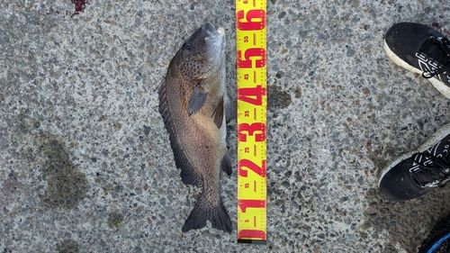 コロダイの釣果