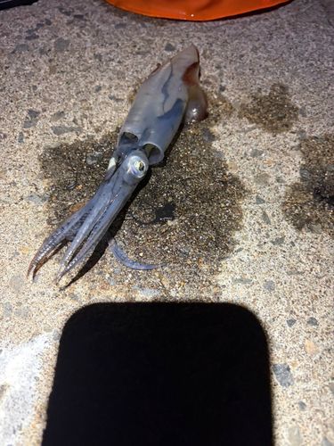マメイカの釣果