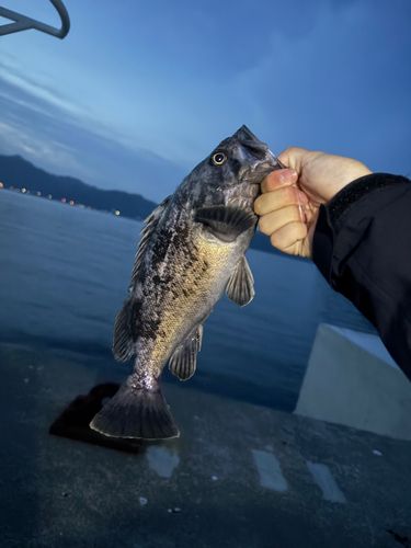 クロソイの釣果