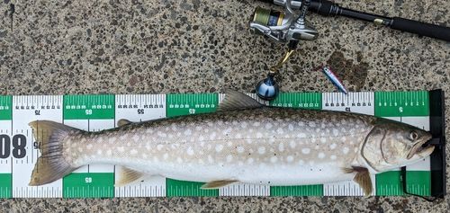 アメマスの釣果