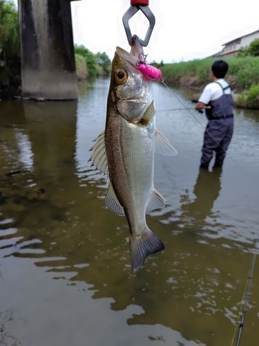 ボラの釣果