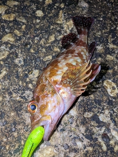 カサゴの釣果