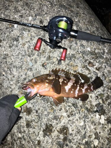 アコウの釣果