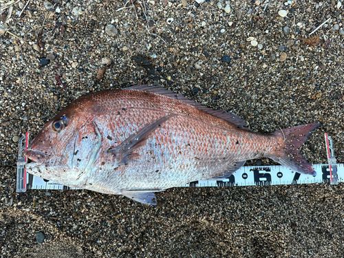 マダイの釣果
