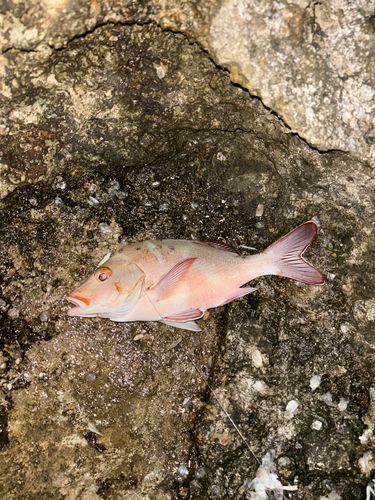 ヒメフエダイの釣果