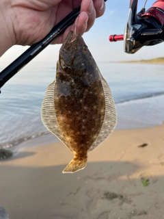 ソゲの釣果