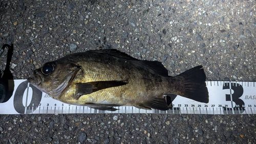 メバルの釣果
