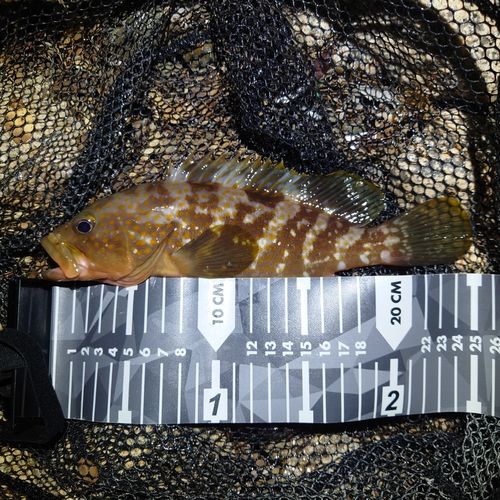 アコウの釣果