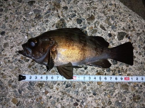 メバルの釣果