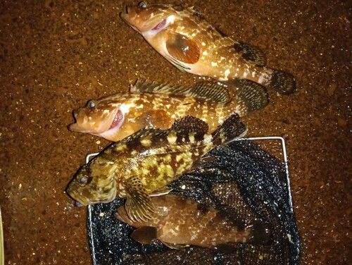 キジハタの釣果