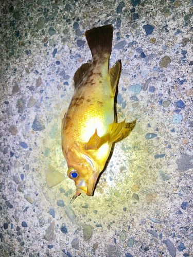 メバルの釣果