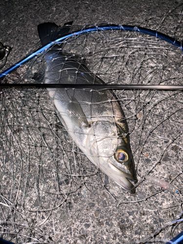 ヒラスズキの釣果