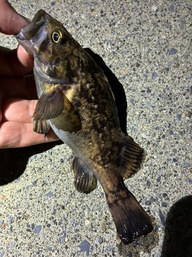 ソイの釣果