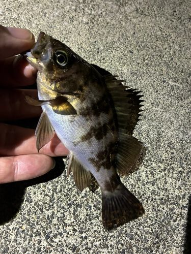 メバルの釣果