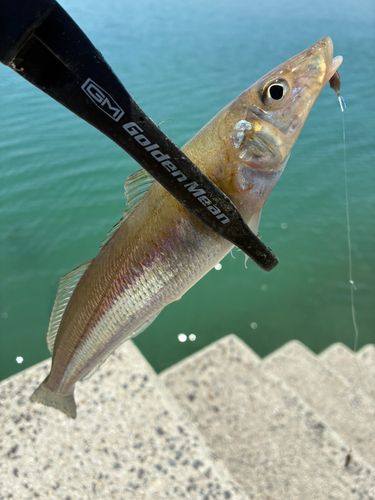 キスの釣果