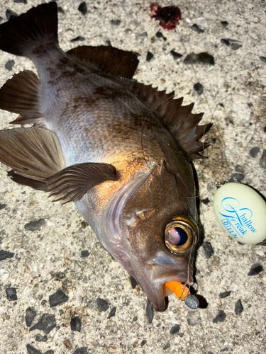 メバルの釣果