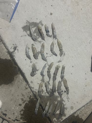イカの釣果