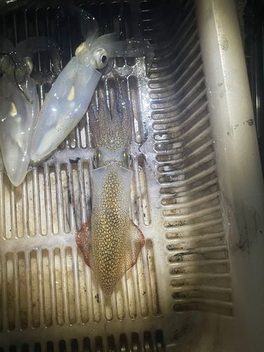 ヒイカの釣果