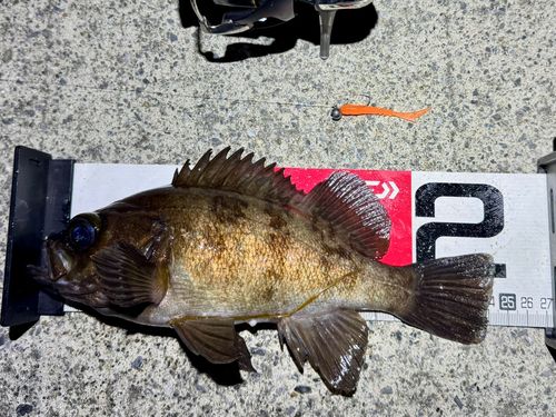 メバルの釣果