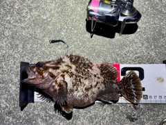 ムラソイの釣果